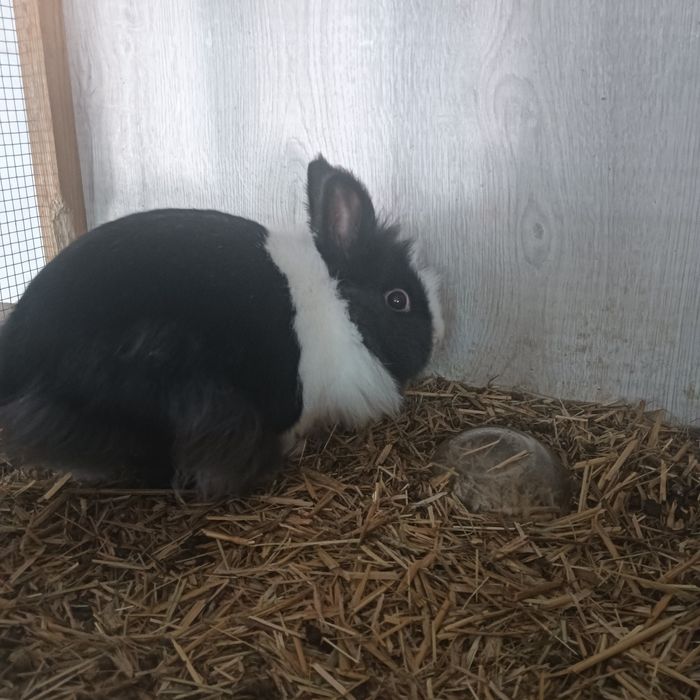 Króliki miniaturki oddam za darmo