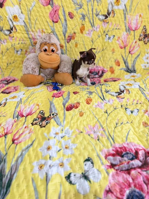 Chihuahua macho mini