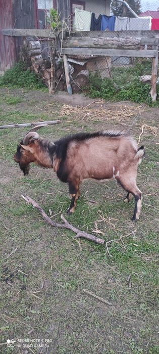 Цап альпійськой породи