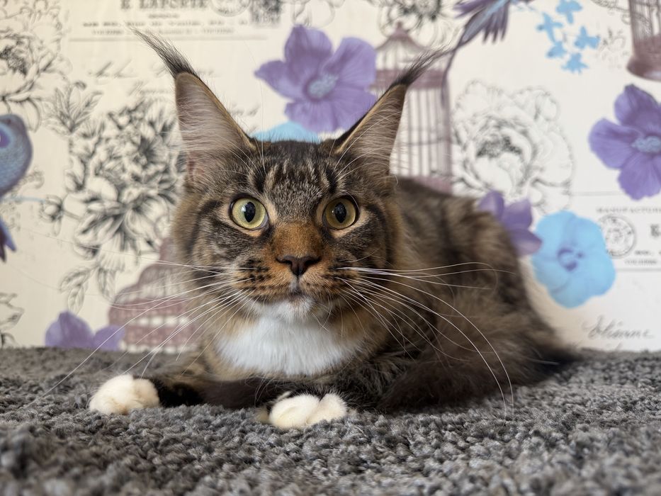 Мейн-кун дівчинка