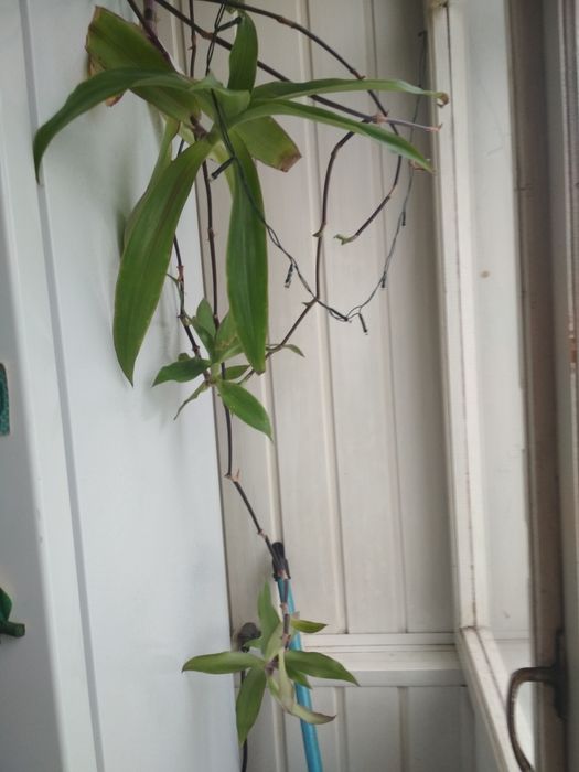 Вазон золотий вус кімнатна рослина