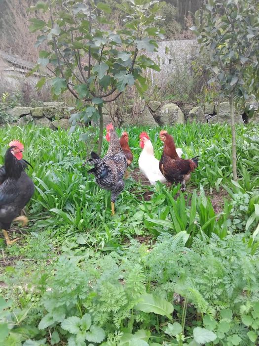 Vendo galos do campo