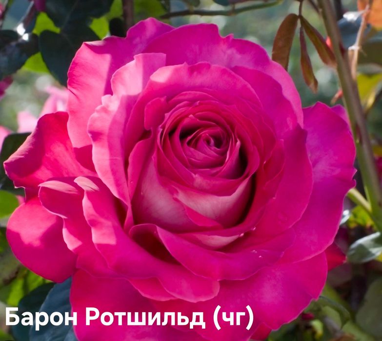 Троянди та клематиси