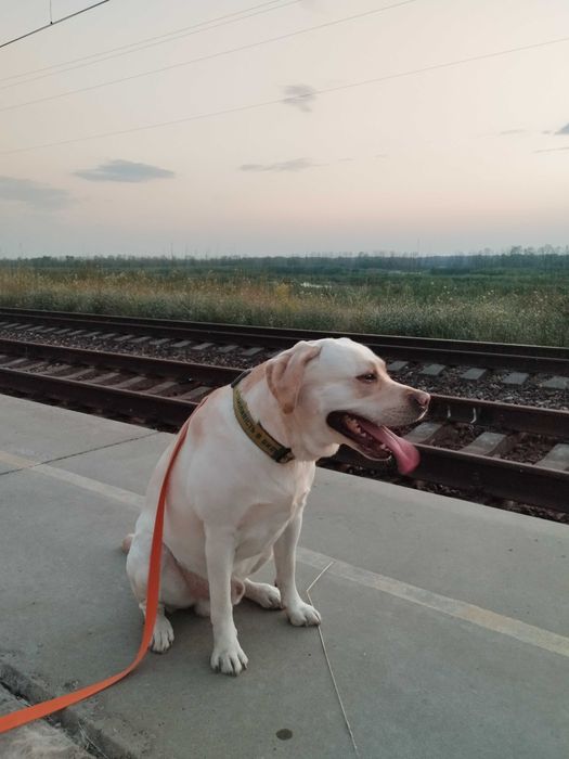 Вязка лабрадор кобель