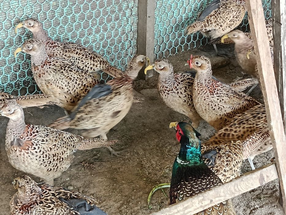 Bazanty kury polne łowne koguty