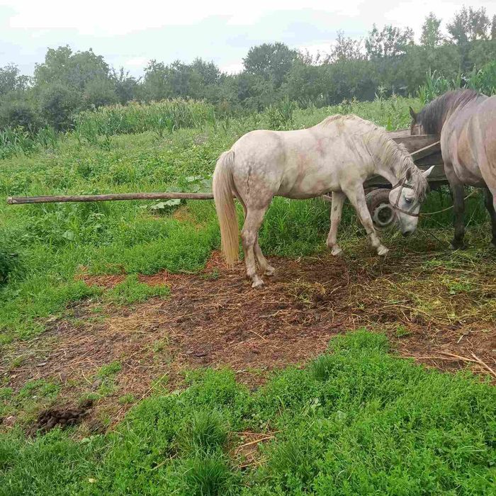 Продається кінь!
