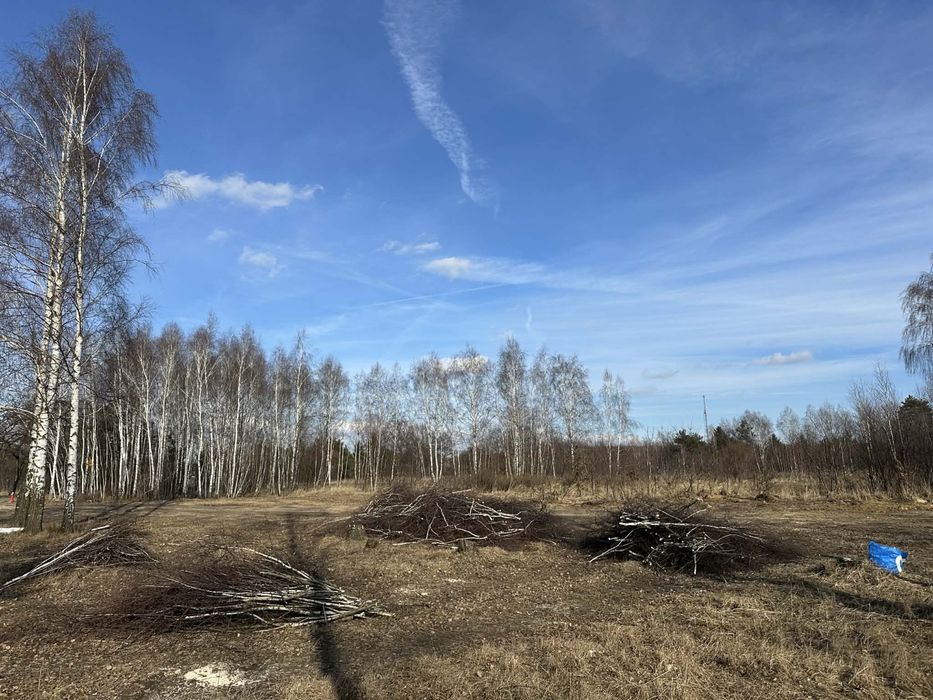 Oddam gałęzie po wycince 10 brzóz łódź ul. Marmurowa/ Opolska