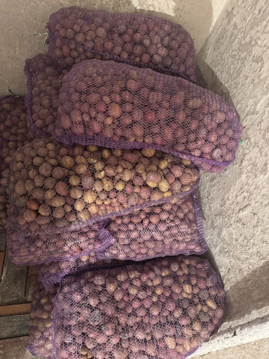 Продам дрібну картошку