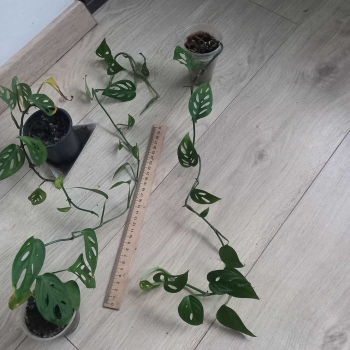 Monstera OBLIQUA , Адонсона - Монстера косая, карликовая
