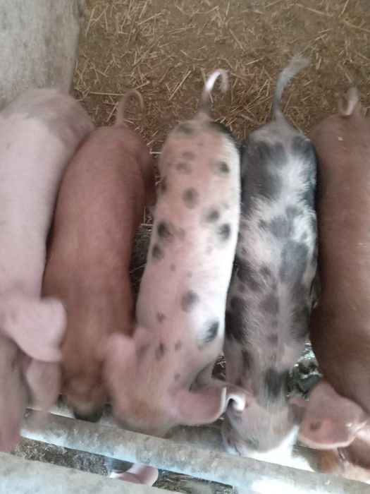 Продам маленьких поросят 10 кг