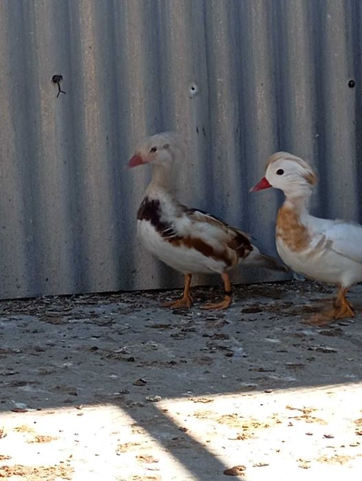 Aves ornamentais desde 25