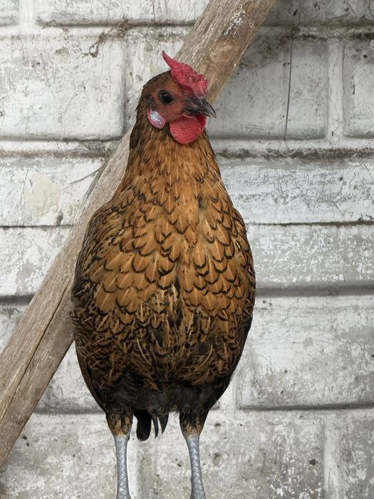 Бентамка карликові кури