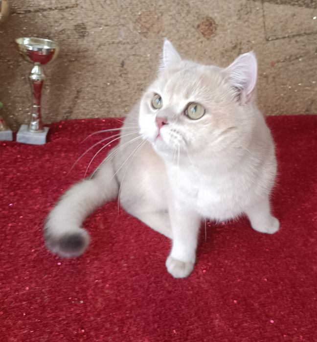 Золотая шиншилла Голубое золото мальчик ay12