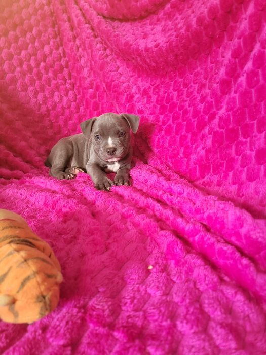 American Bully ABKC