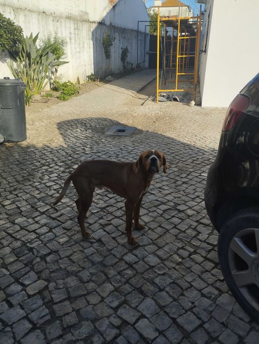 Perdigueiro Portugues