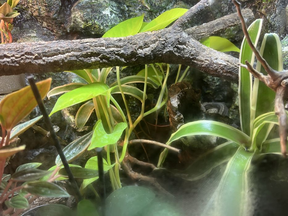 Paroedura pictus z terarium
