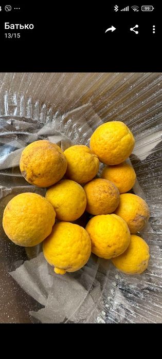 Понцирус трифоліата насіння