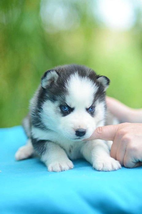 Кобель сибирский хаски. КСУ. Вязка