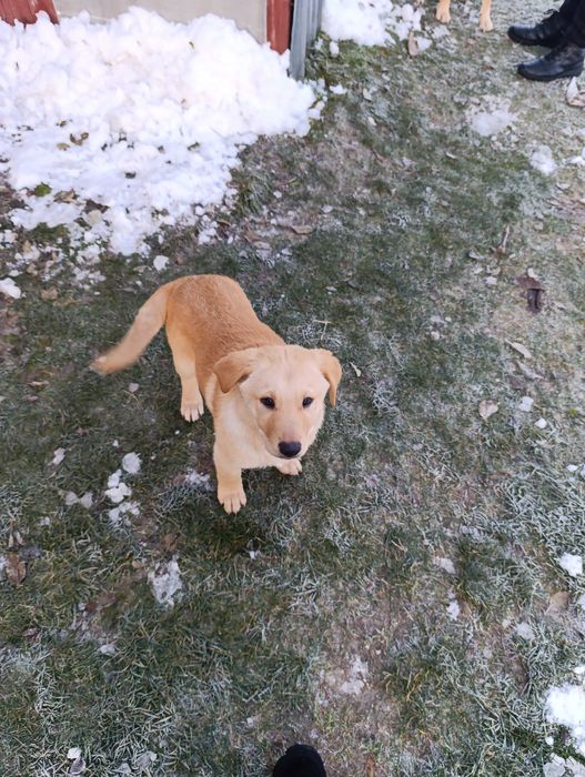 Віддам песика хлопчик