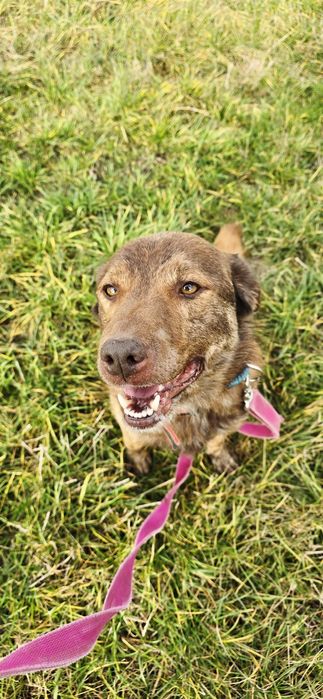 Dingo czekoladowy samiec