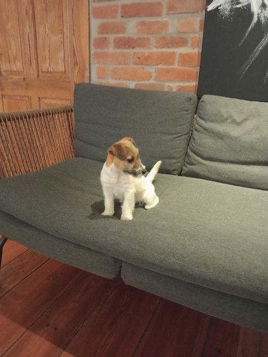 Jack RussellTerrier suczka