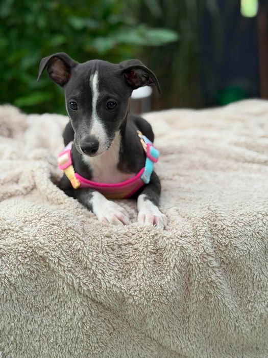 Whippet chart suczka