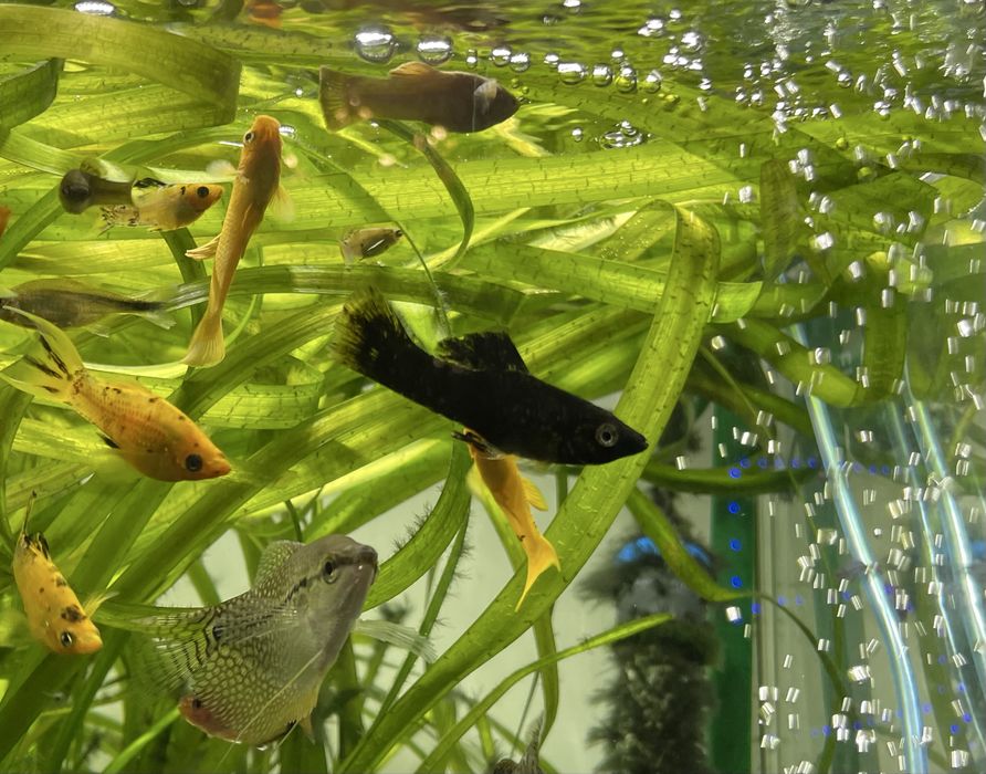 Molly Mármore (machos)