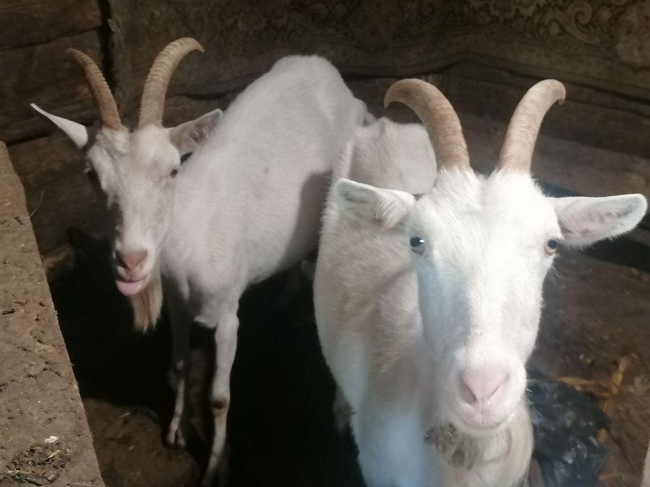 Продам Кіз та козенят