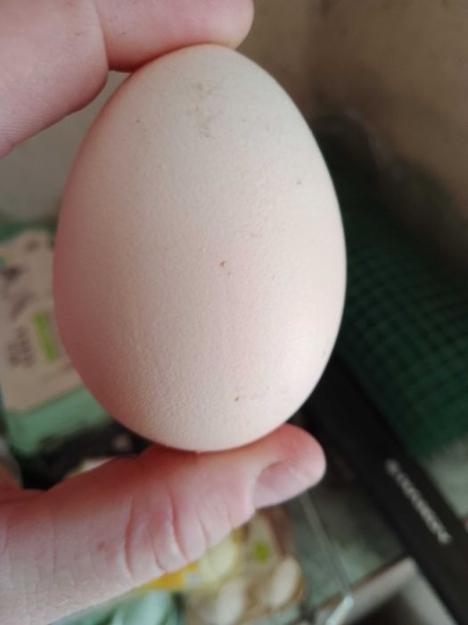 Jajka swojskie z wolnego wybiegu.