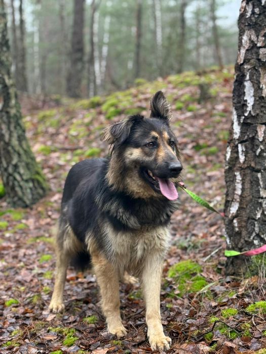 Lilith – puchata przytulanka w typie owczarka szuka swojego człowieka.