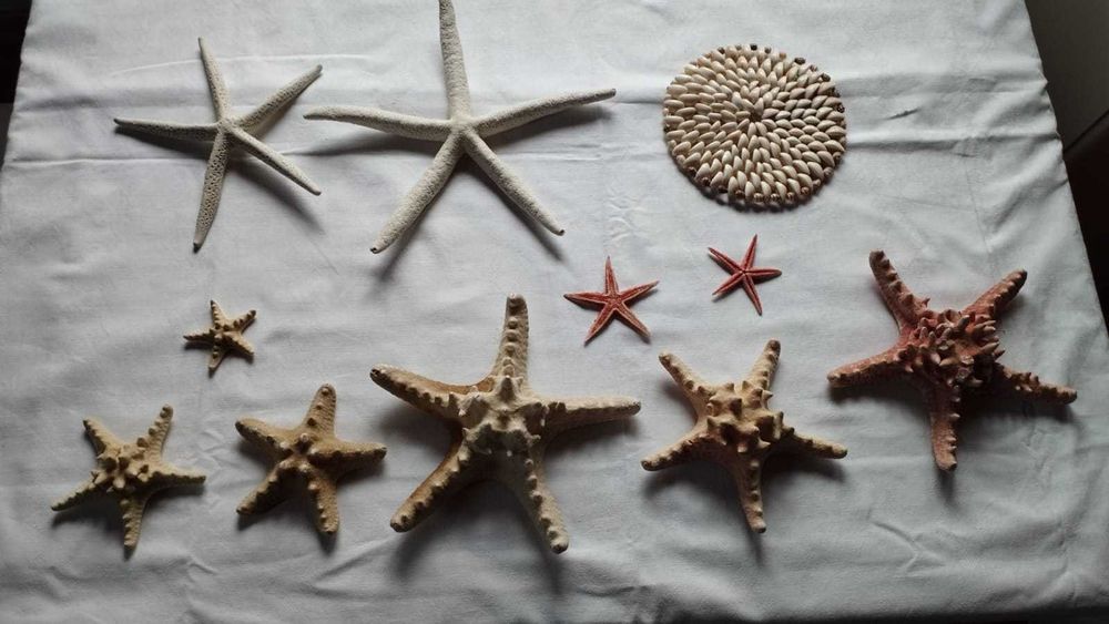 Zestaw rozgwiazd rozgwiazda suche + gratis