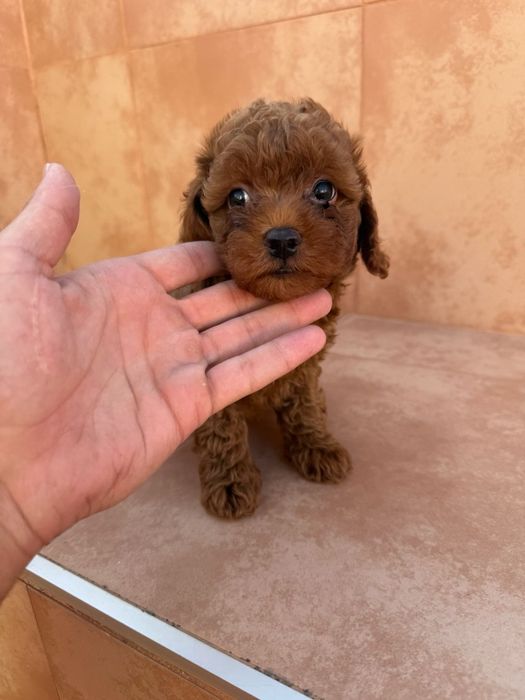 Macho  caniche espetacular