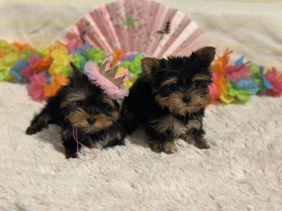 York Terrier - z rodowodem