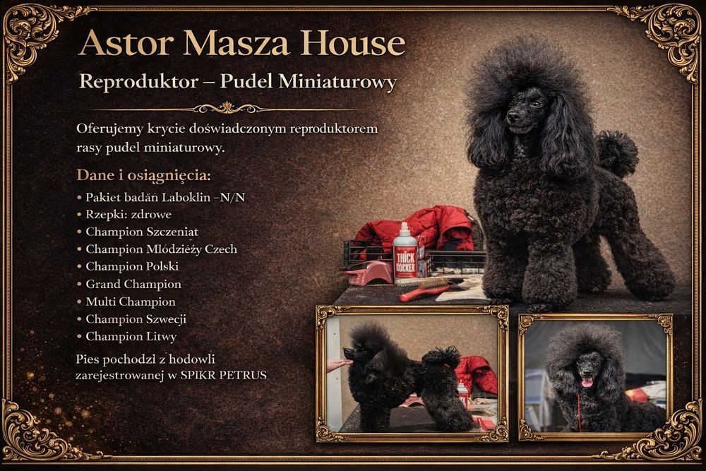 Reproduktor pudel miniaturowy