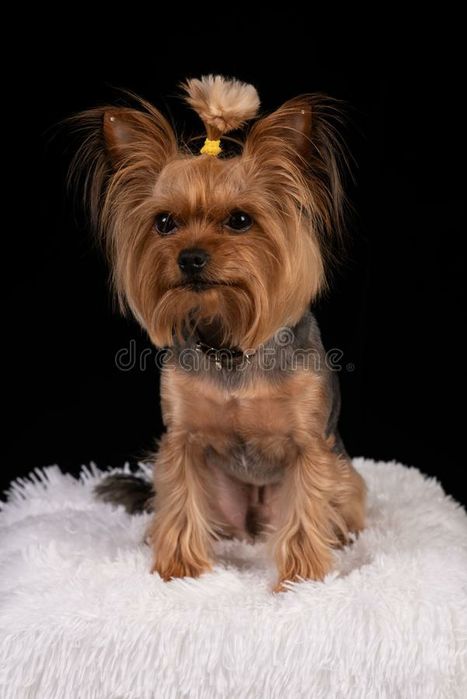 Йоркширский терьер вязка  мини мальчик