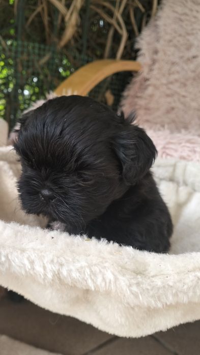 Shih Tzu czarniutkie maleństwo