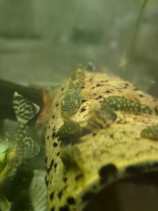 Zbrojnik, glonojad pospolity