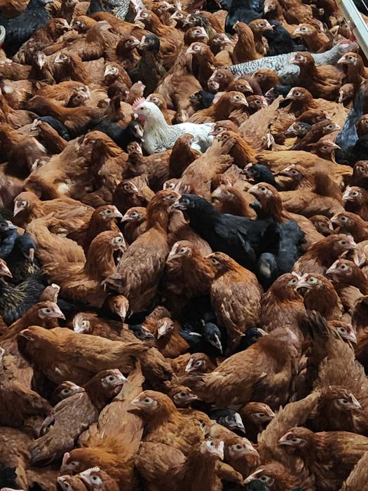 Kury nioski Rosa młode z pierwszym jajkiem. Leghorn. Dowóz Gratis.