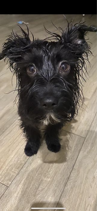 ВЯЗКА: мальчик «Чёрный йорк Бивер