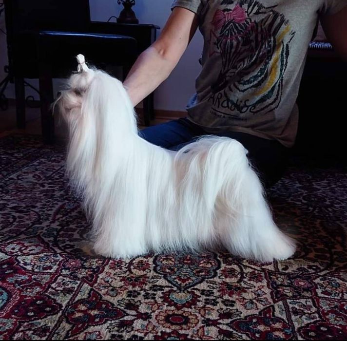 Мальтійська болонка