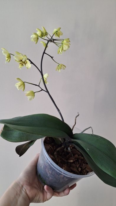 Орхідея Stuartiana var.nobillis 'Xiuya