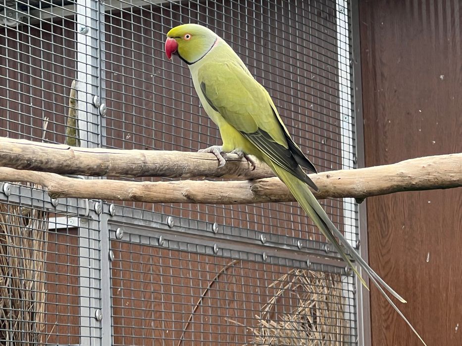 Aleksandretta obrożna