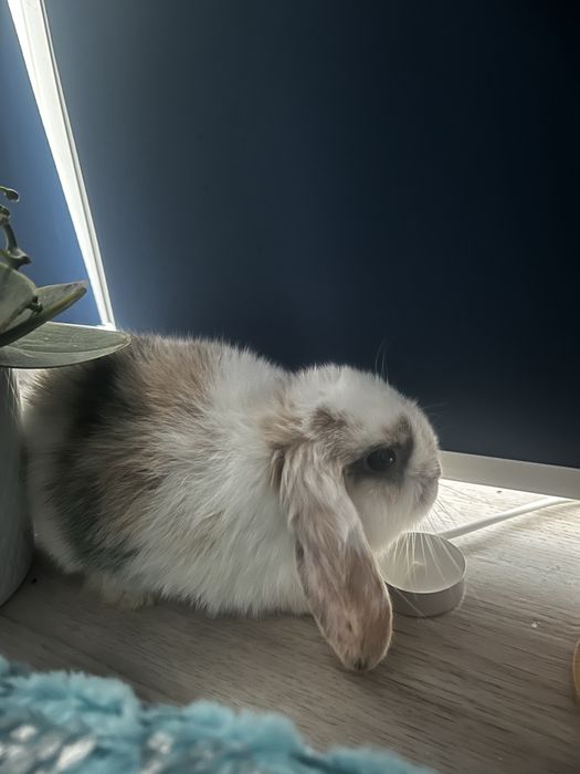 Krolik miniaturowy. Mini lop.
