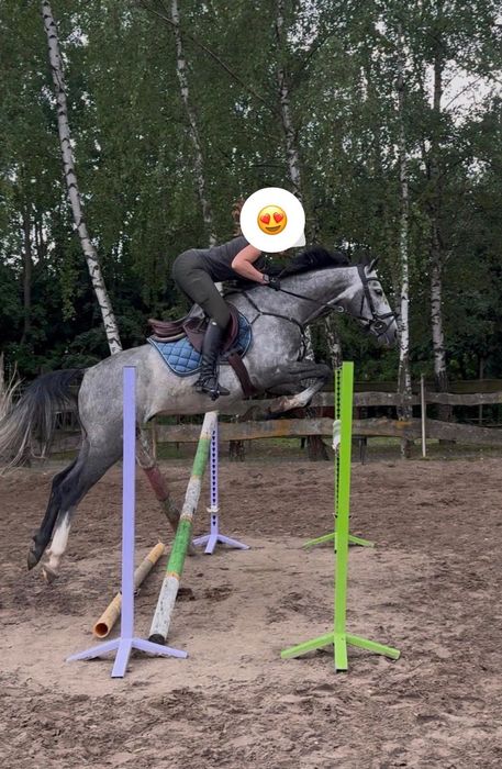 Koń na sprzedaż