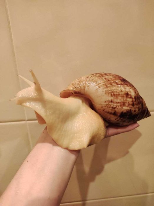Ślimaki achatina reticulata