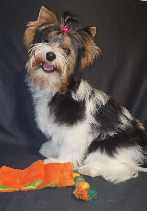 Красивый мальчик бивер ищет семью