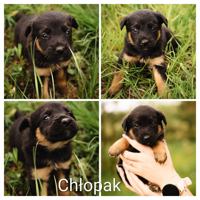Adopcja zwierząt
