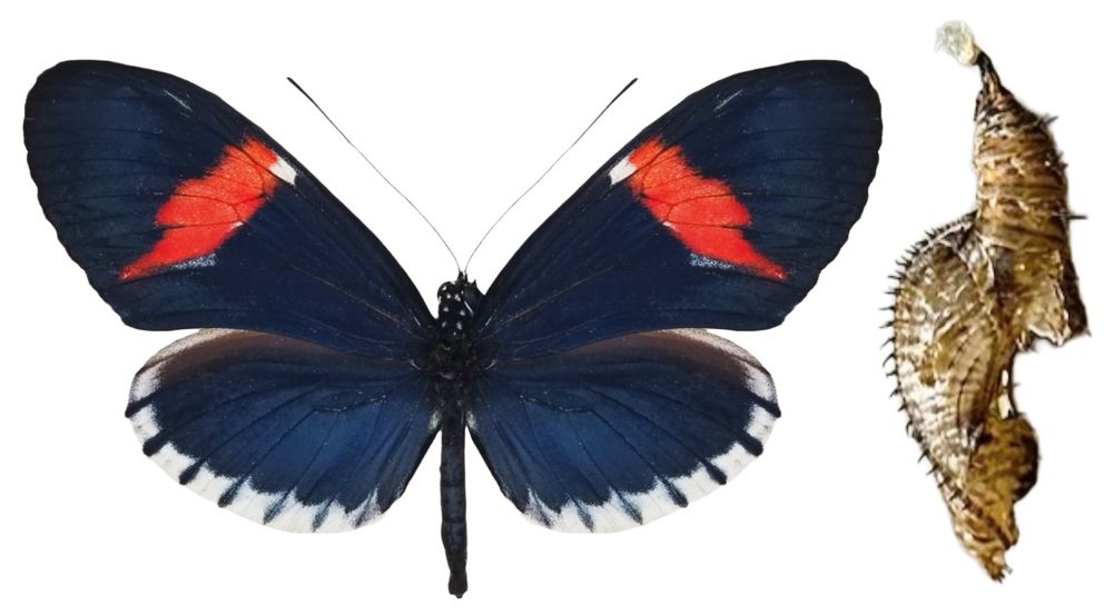 5 żywych Poczwarek Heliconius Melpomene. WYSYŁKA!!!