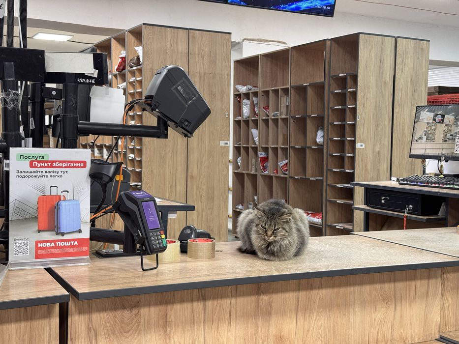 Киця у люблячу сімʼю