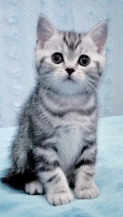 Fêmea tabby silver